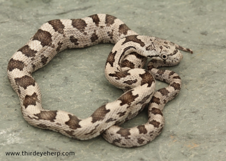 Gray Rat Snake